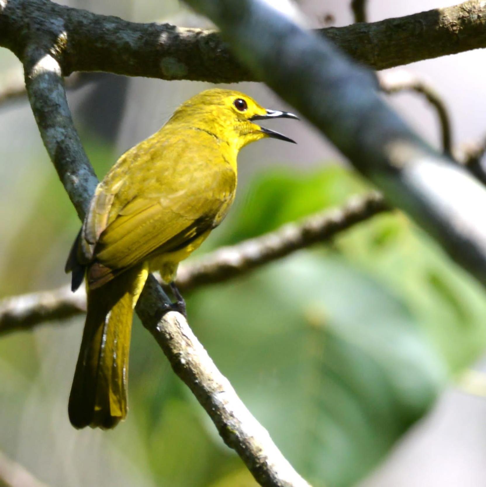 Rainforest Border Edge अपार्टमेंट *