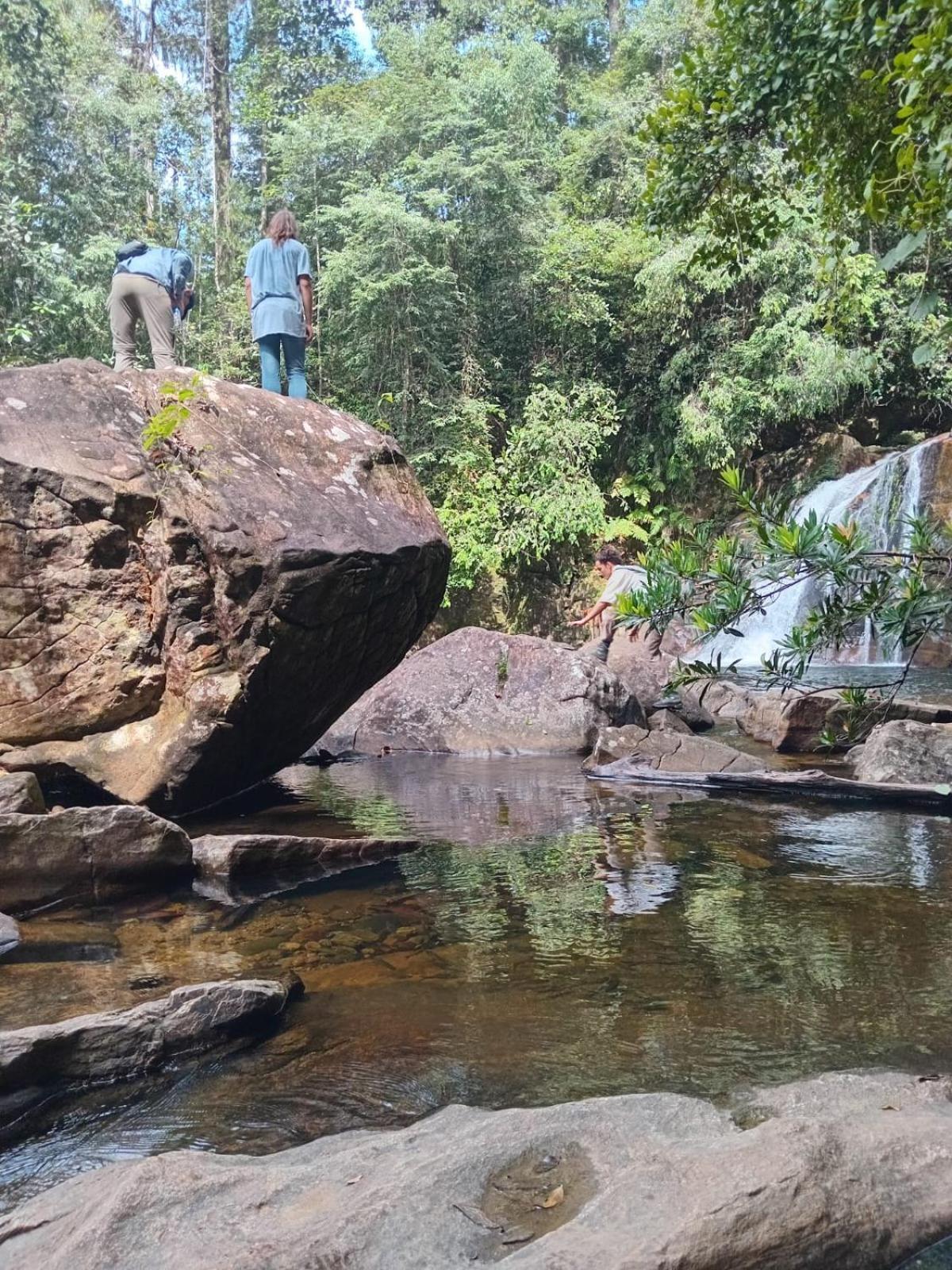 अपार्टमेंट Rainforest Border Edge
